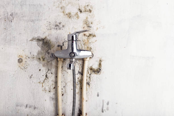 Best Mold Removal Company Near Me  in Rosenberg, TX