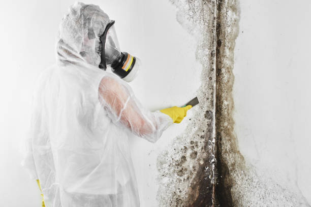 Best Mold Damage Repair  in Rosenberg, TX