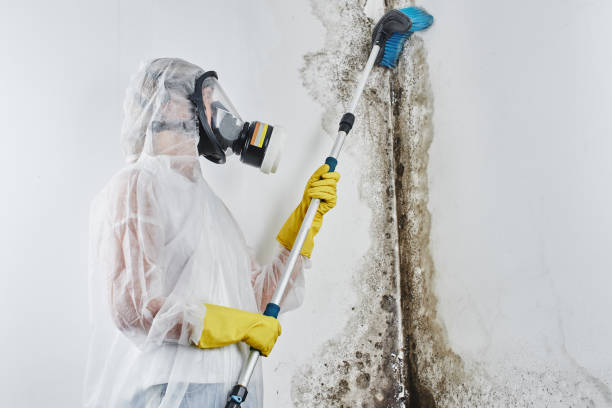 Best Residential Mold Removal  in Rosenberg, TX