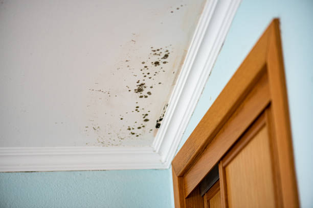 Best Mold Cleaning Services  in Rosenberg, TX