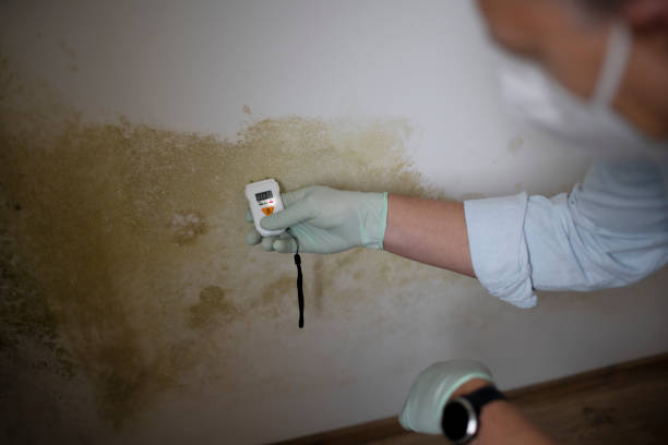 Best Office Mold Removal Services  in Rosenberg, TX