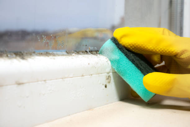 Best Office Mold Removal Services  in Rosenberg, TX