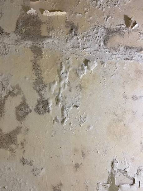 Best Emergency Mold Removal  in Rosenberg, TX