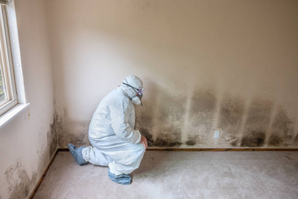 Best Best Mold Removal Companies  in Rosenberg, TX