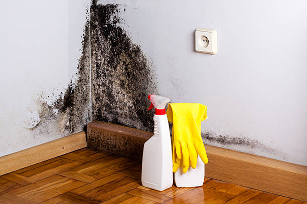 Best Mold Removal Near Me  in Rosenberg, TX