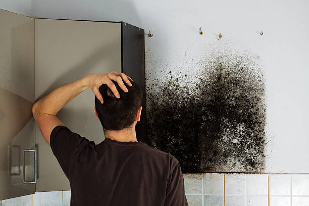 Professional Mold Removal in Rosenberg, TX