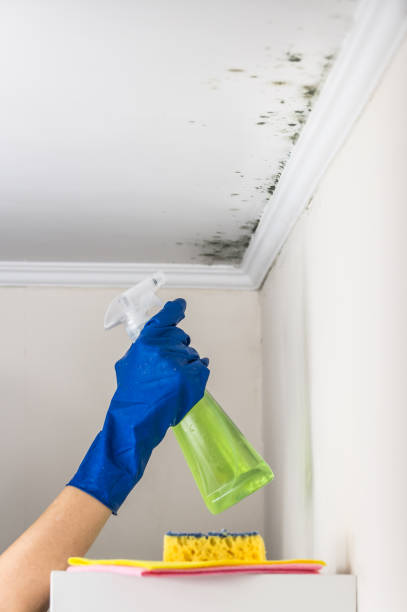 Best Toxic Mold Removal  in Rosenberg, TX